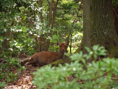 若草山の上から