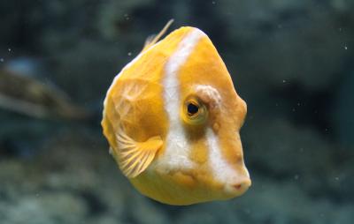 水族館へGO！～山口県下関市　≪海響館≫～