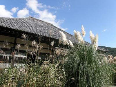 長瀞・秋の七草寺めぐり・・・①尾花（ススキ）の道光寺