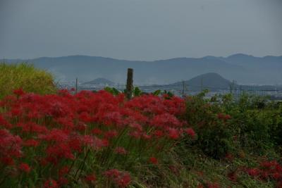 「なんとかせい」と言われても～悲願の葛城古道を歩く。