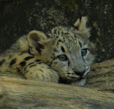 多摩動物公園でキングチーターとユキヒョウの赤ちゃんを見る。