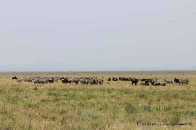 タンザニア旅行記 vol.4 マニャラ湖国立公園→セレンゲティ国立公園