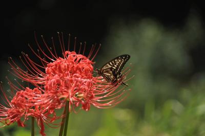 彼岸花に飛んできた蝶・さった峠にて