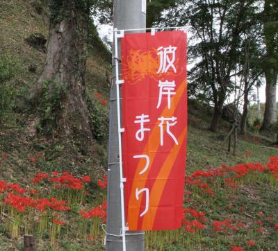 569　彼岸花見学　栃木県芳賀郡（はがぐん）茂木町（もてぎまち）城山公園