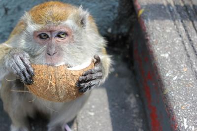 夏休み！クアラルンプール旅行記　2011