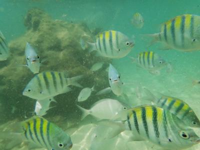 バミューダ　ピンクサンドビーチ　＃３