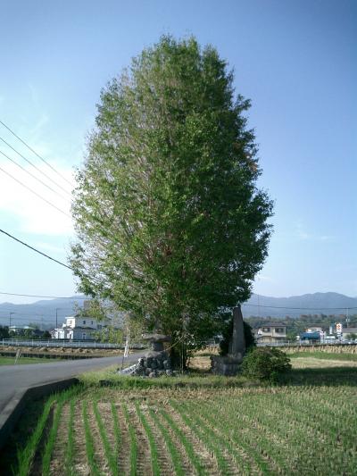 折りたたみ自転車でサイクリングpart21～開成町・班目（まだらめ）のイチョウ～
