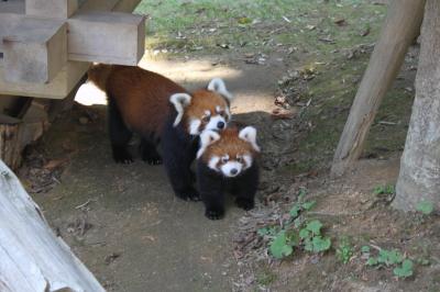 「鯖江西山公園のレッサーパンダの赤ちゃんが公開されました。」