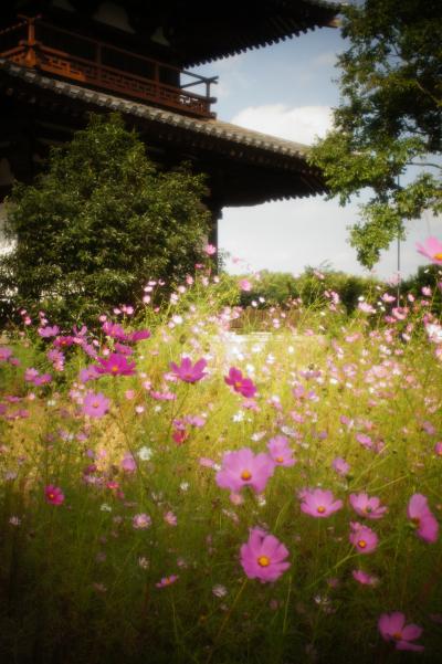 奈良旅☆斑鳩編（ガイドさんと巡る法隆寺・中宮寺、コスモスに囲まれた法起寺）