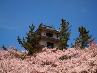 一番大好きな桜のまち、高遠【２０１２年カレンダー採用決定】