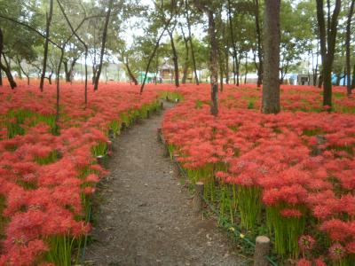 巾着田の曼珠沙華まつり♪