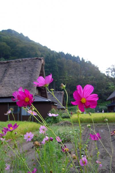 小さな世界遺産の村～五箇山！＆食品サンプルの町～郡上八幡！