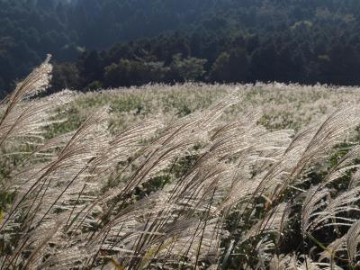 ２０１１年１０月９日　箱根　仙石原　すすき野原は、銀色に輝き、見ごろを迎えています。