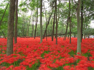 2011年10月　埼玉・日高「巾着田」