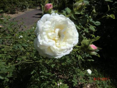 札幌　百合が原公園