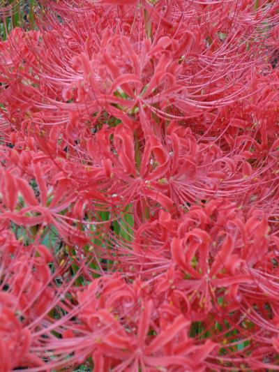 かまくらっ子がご紹介する鎌倉 秋のお散歩コース