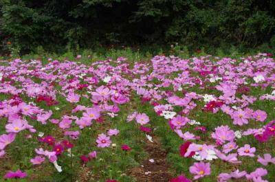 久里浜散策　　ペリー公園、伝福寺、くりはま花の国　を仲間と　あるきんぐ