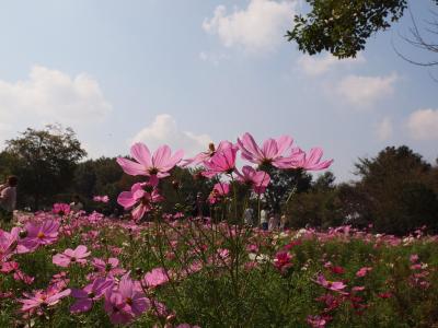 秋色　昭和記念公園　コスモスの頃ー１