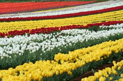 春のタスマニア　北海岸の旅　～チューリップ編～