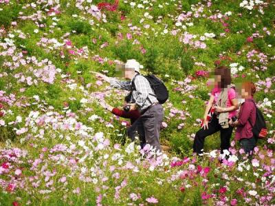 昭和記念公園ファン倶楽部・コスモスオフ