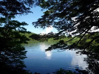 苔むす原生林と白駒池