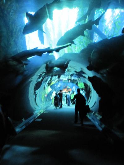 おすすめ♪雨季のモルディブライフ&おすすめしない真夏のドバイ forハネムン Vol.5