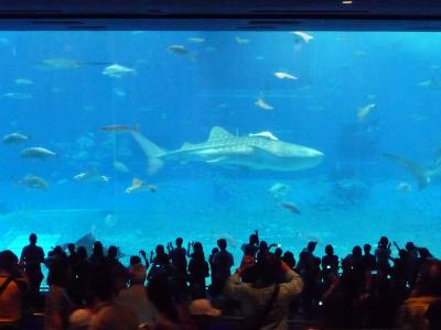 秋の美ら島　～美ら海水族館編～