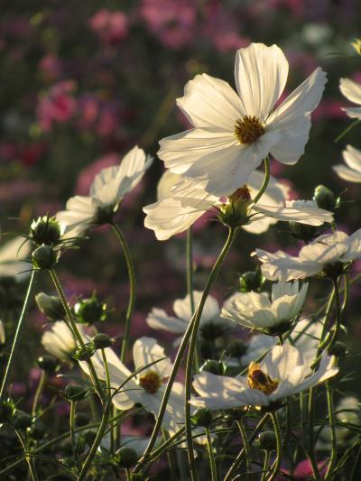 青空が戻った秋晴れのコスモス日和の昭和記念公園（2）今年はワイルドだったコスモスの花の丘