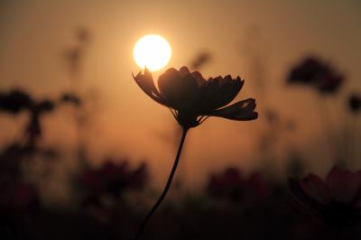 2011・10・16　そばの花とコスモスを見に行こう