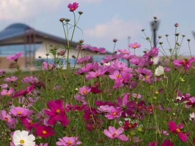 コスモス８００万本　鴻巣　荒川河川敷に咲くー下