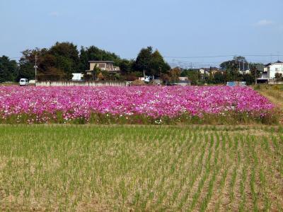 埼玉県　吉見町のコスモス畑　コスモス６００万本咲く