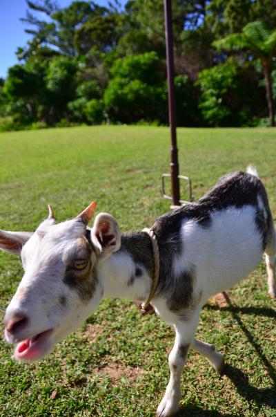 めんそ～れ沖縄④　～Biosの丘～