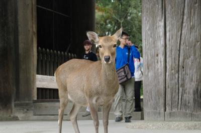 久々の奈良を歩く～興福寺で阿修羅様にお逢いし、ならまち散策、そして大仏様にご対面～