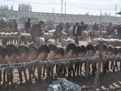 2011秋～カシュガルのマルバザール・livestock Market