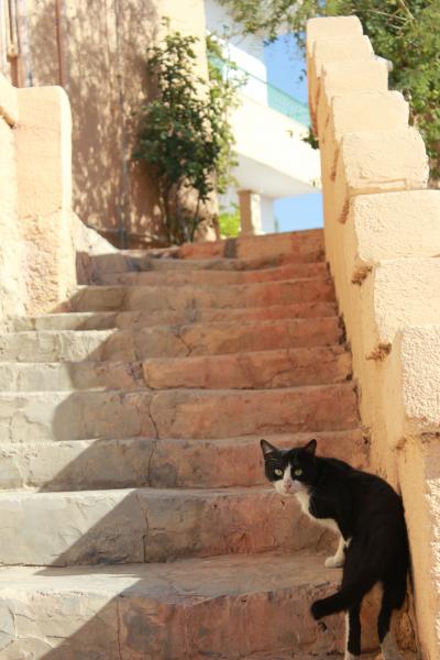 夏休み！ヨルダン旅行記（ペトラ）　2011