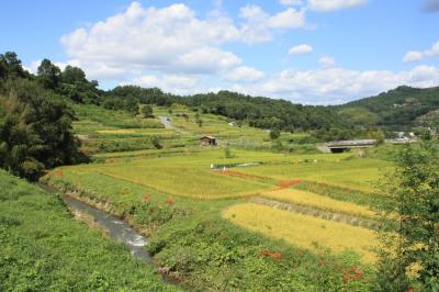 大和路旅情「明日香彼岸花巡り」