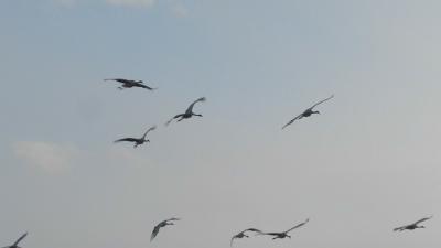 中国黒竜江省　斉斉哈爾の札龍自然保護区に丹頂鶴が舞う！