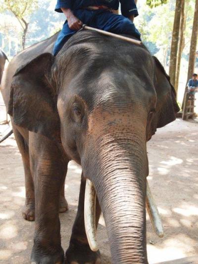 タイ象保護センター