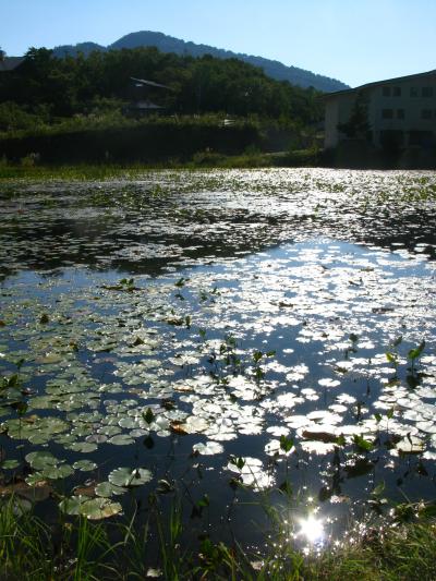 志賀高原C　蓮池・志賀高原自然保護センターで　☆長野オリンピック記念館も