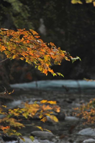 紅葉少し早かったかな　秋の西沢渓谷２０１１．１０．２０　④