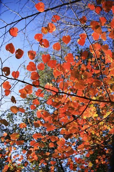 Solitary Journey ［958］ ハート形が可愛い‘ベニマンサク’が紅葉の見頃を迎えていました。＜おおの自然観察の森＞広島県廿日市市