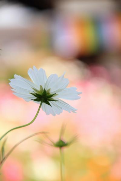 奈良　秋の花めぐり～般若寺のコスモス