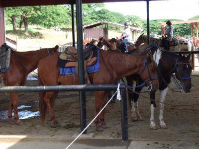 あれもこれもと欲張りなホノルルの旅☆4日目はクアロア牧場編