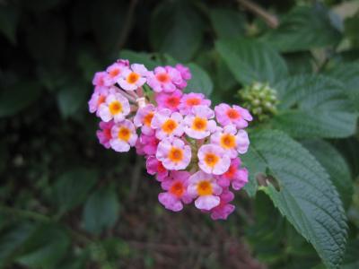 2011年10月 オクマ満喫の旅~3日目~プチ離島へGO