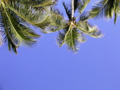  ハワイ旅行記4　ホノルル，ワイキキ・ビーチとフォート・デルッシー・ビーチ編