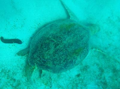 4 素潜り三昧　Ｐｅｒｈｅｎｔｉａｎ　ペルヘンティアン　ええとこやぁ♪