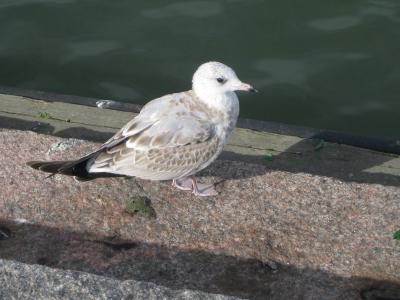 フィンランド旅行記 １