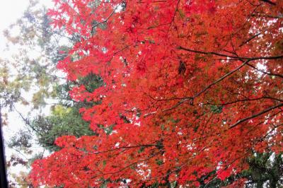 2011秋、紅葉に少し早かった飯田(4/10)：10月30日(4)：大宮諏訪神社(1)：山門、狛犬、浄水、楠神社、石碑群、楓