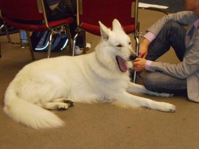 犬のショーと猫　小動物展示