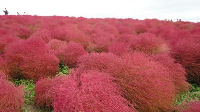 秋のひたちなか海浜公園